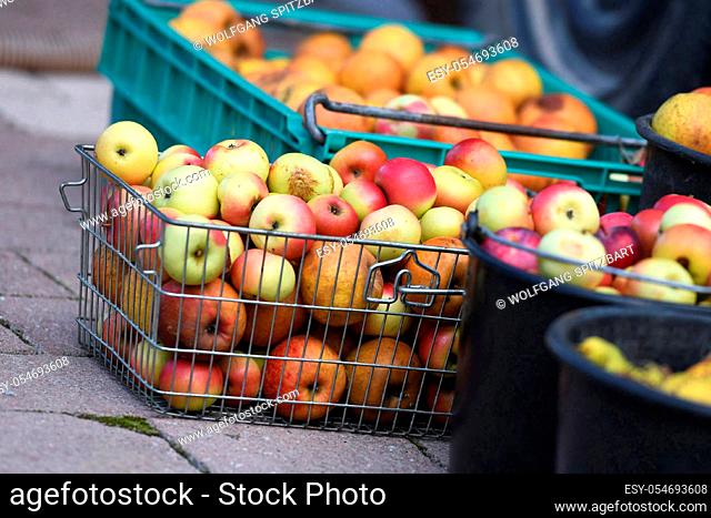 Äpfel in Kisten (Salzkammergut, Oberösterreich, Österreich) - Apples in boxes (Salzkammergut, Upper Austria, Austria)