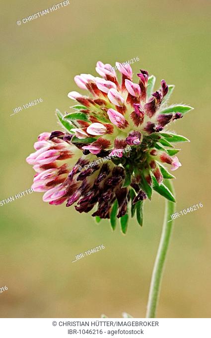 Kidney Vetch (Anthyllis vulneraria), Provence, Southern France, Europe