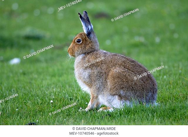 Irish Hare (Lepus timidus hibernicus)