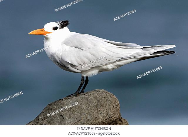 Royal Tern (Thalasseus maximus), La Jolla, Southern California, USA