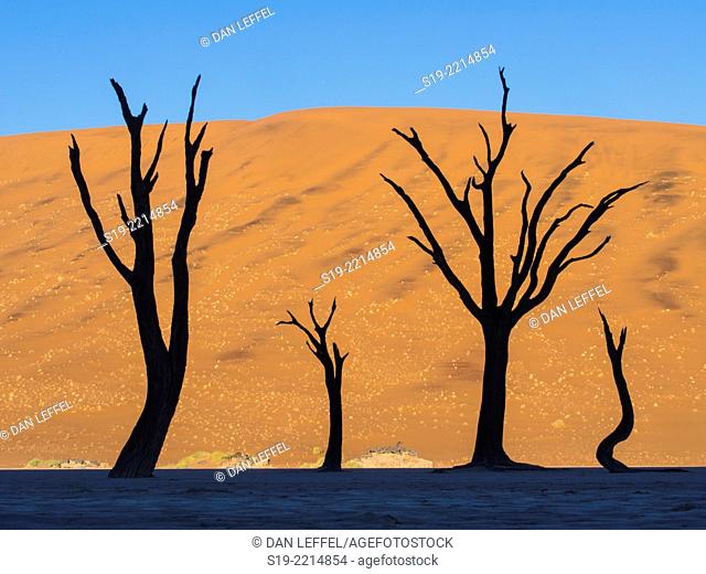 Namibia, Sossusvlei Dunes, Dead trees in desert