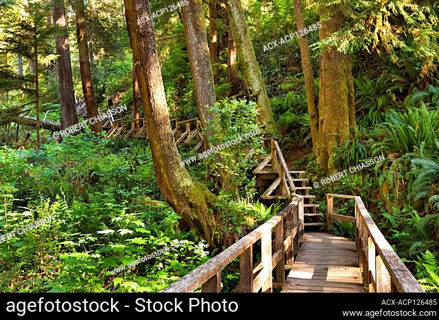 Boardwalks and steps that make up part of the Schooner Cove Trail in the Pacific Rim National Park, Vancouver Island, British Columbia, Canada