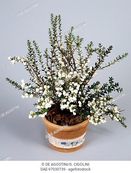 Pernettya (Pernettya mucronata or Gaultheria mucronata), Ericaceae