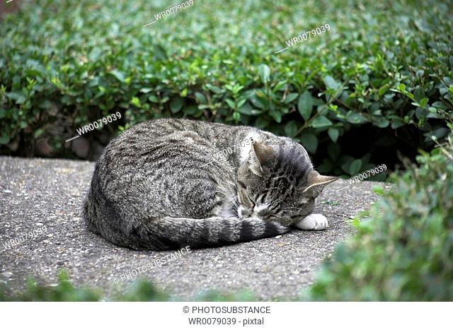 Cat sleeping on the pavement