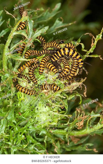 cinnabar moth Tyria jacobaeae, caterpillar feeding on tansy ragwort, Germany