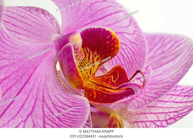 Japanische Orchidee
