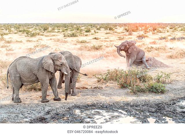Muddy African Elephant scratching its buttock at sunset
