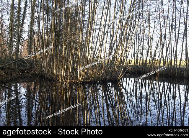 Pond surrounded by young trees, Eure-et-Loir department, Centre-Val-de-Loire region, France, Europe