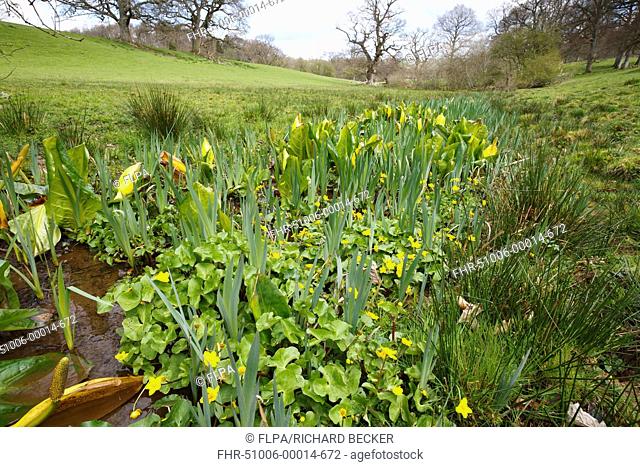 Yellow Skunk Cabbage Lysichiton americanum introduced naturalized species, with Marsh Marigold Caltha palustris flowering, growing along stream habitat, Powys