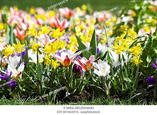 Colorful spring flowers in the park