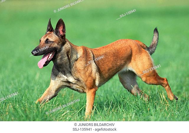 Belgian Shepherd Dog - running on meadow restrictions: Tierratgeber-Bücher / animal guidebooks