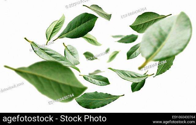 Green Bay leaves levitate on a white background