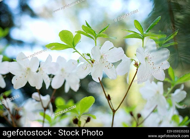 Flowers white Rhododendron