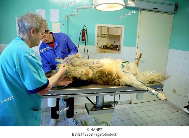 10-year-old dog, breed Belgian Tervueren suffering from a large spleen tumor. This dog will undertake a laparotomy exploration of the abdominal cavity