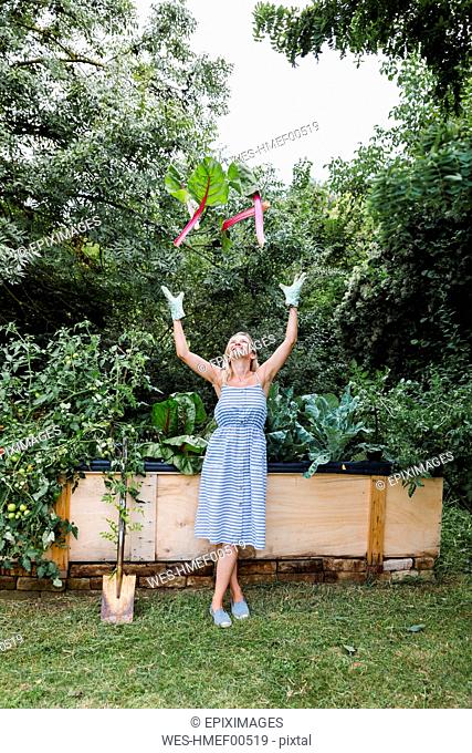 Blond woman harvesting mangold from her raised bed in her own garden
