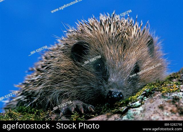 European european hedgehog (erinaceus europaeus), adult against blue sky, Normandy