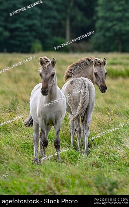 PRODUCTION - 07 August 2023, Brandenburg, Liebenthal: On a large pasture in the district of Oberhavel, north of Berlin, are two young animals (foals) of the...