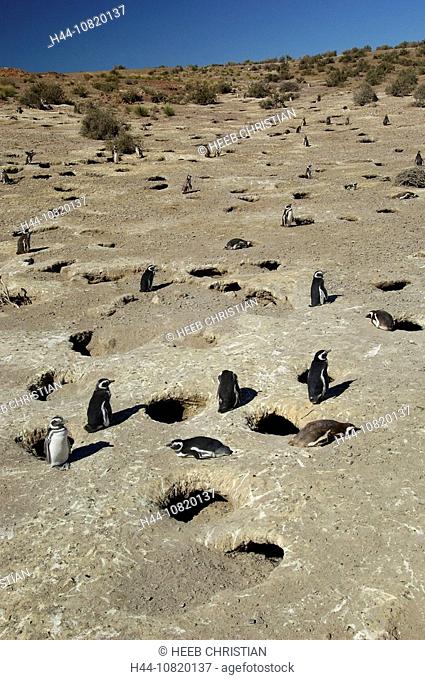 Magellanic, Penguin, Spheniscus magellanicus, Reserva Natural, reserve, Cabo dos Bahias, Patagonia, Argentina, South A