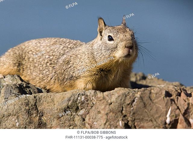 Californian Ground Squirrel Spermophilus beecheyi adult, on rock, California, U S A