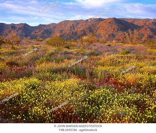 USA, California, Joshua Tree National Park, Sunset light on spring bloom of desert dandelion and Arizona lupine beneath the Cottonwood Mountains