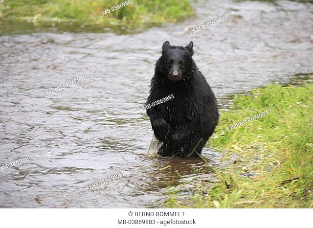 USA, Alaska, Saturday Creek, meadow, brook, American black-bear, Ursus americanus, wet, runs, North America, southeast-Alaska