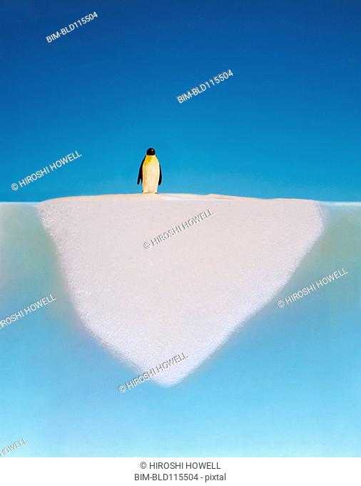 Penguin walking on melting glacier