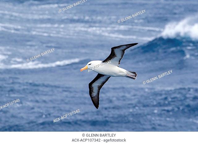 Black-browed Albatross (Thalassarche melanophris) flying over the ocean searching for food near South Georgia Island