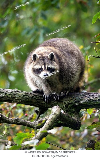 Raccoon (Procyon lotor), captive, Saarland, Germany