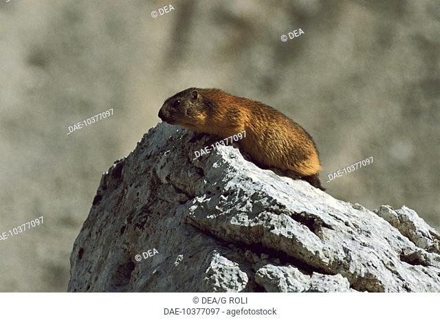 Side profile of a marmot (Marmota vancouverensis) sitting on a rock, Veneto Region, Italy