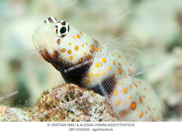 Spotted shrimpgoby - Amblyeleotris guttata -Moalboal - Cebu - Philippines