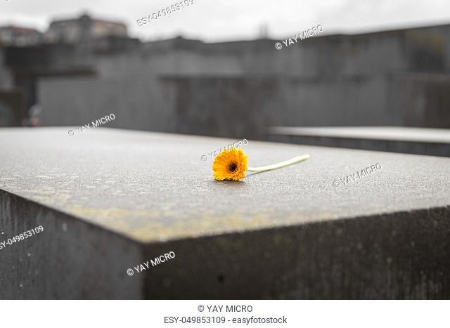 Flower in Memorial to the Murdered Jews of Europe in Berlin City, Germany