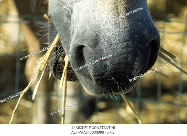 Horse eating straw, extreme close-up
