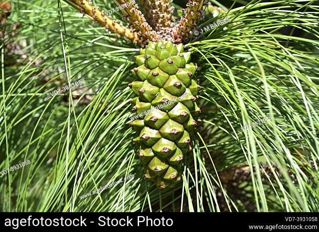 Pino canario (Pinus canariensis) is an evergreen tree endemic to Canary Islands except Lanzarote and Fuerteventura. Pinecone and leaves detail