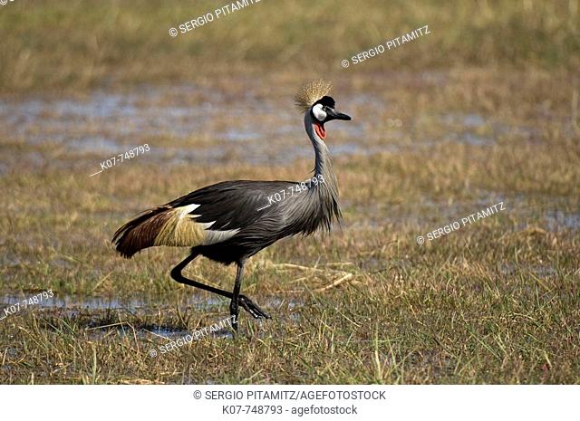 Grey Crowned Crane (Balearica regulorum), Busanga Plains, Kafue National Park, Zambia