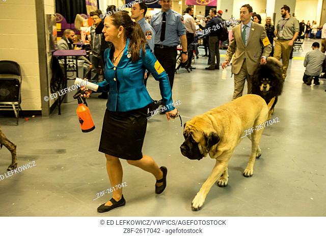 New York, NY - 16 February 2016. Handlers and their dogs leaving the benching area for the ring at the 140th Westminster Kennel Club Dog show in Madison Square...