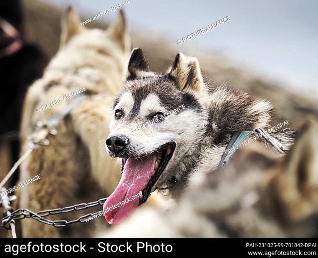 22 August 2023, Norway, Longyearbyen: Sled dogs are harnessed in front of a car just before takeoff with a group of tourists from the cruise ship AIDALuna