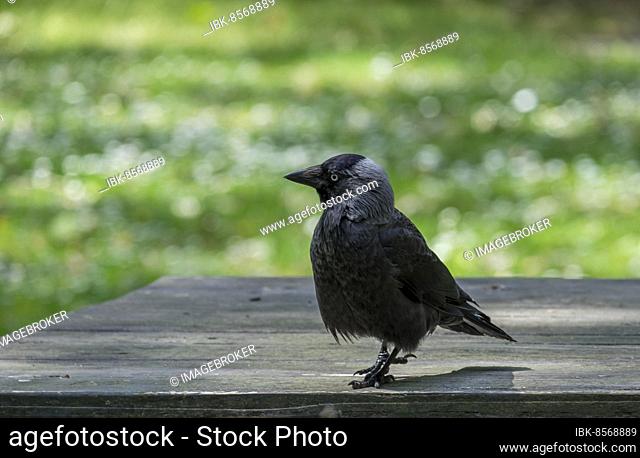Western jackdaw (Corvus monedula) sitting on a wooden table, North Rhine-Westphalia, Germany, Europe