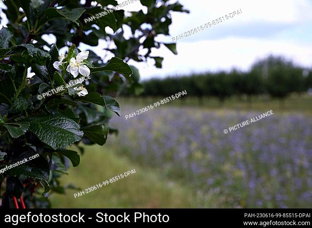 16 June 2023, Bavaria, Volkach: On a plantation of plum trees near Volkach, the last blossoms shine between dark green leaves. Photo: Pia Bayer/dpa