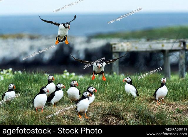 Great Britain, England, Northumberland, Farne Islands, puffins