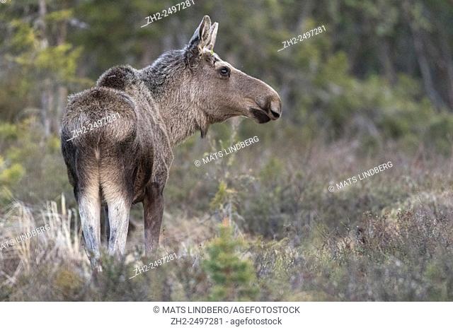Moose, Alces alces, standing and turning his head towards camera making a profile photo, Gällivare, Swedish Lapland, Sweden
