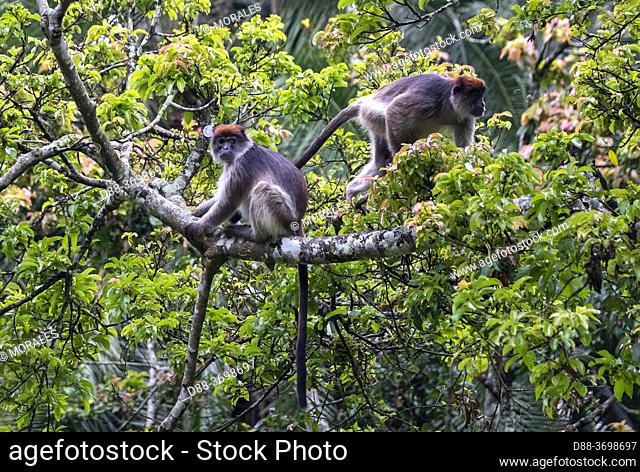 Grey-cheeked mangabey (Lophocebus albigena), also known as the white-cheeked mangabey, in a tree where he eats fruits, Uganda, Kibale National Park