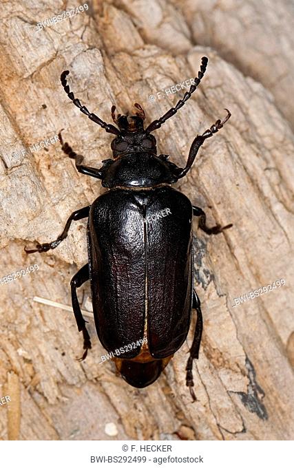 Prionus longhorn beetle, Greater British longhorn, The tanner, The sawyer (Prionus coriarius), sitting on bark, Germany