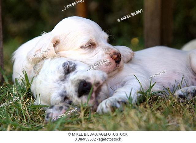 dog puppies English Setter sleeping (Canis lupus familiaris)