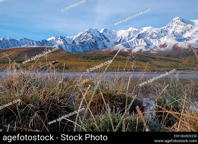 View on Altai lake Dzhangyskol on mountain plateau Eshtykel. North Chui ridge is reflecting in the water. Tussock of tufted hairgrass Deschampsia cespitosa is...