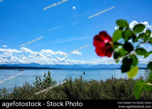 19 August 2020, Bavaria, Feldafing: A rose blooms on the Rose Island in the Starnberger See. The estate was built by Maximilian II and has been owned by the...