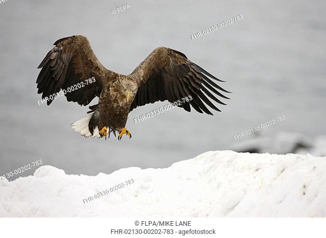 White-tailed Eagle Haliaeetus albicilla adult, in flight, landing on snow, Hokkaido, Japan, winter