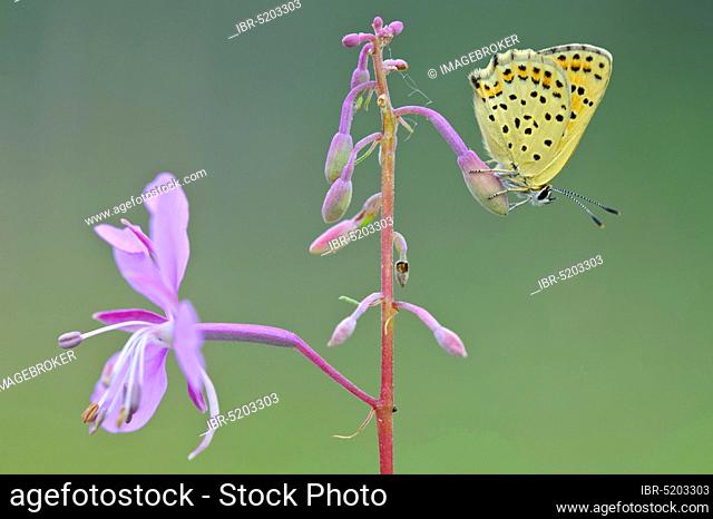 Common blue butterfly (Polyommatus icarus) on willowherb, lateral, Lower Saxony, Germany, Europe