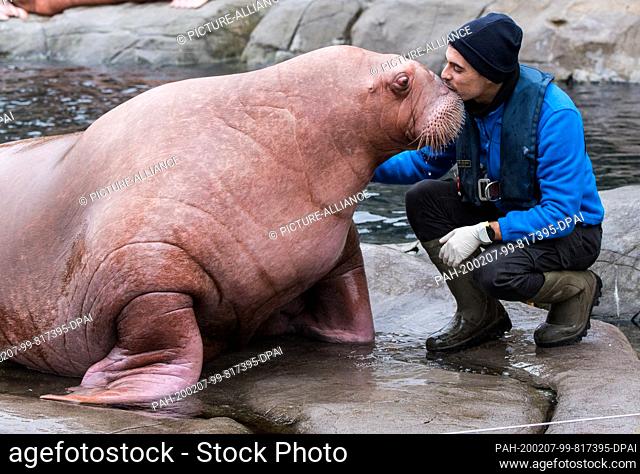 07 February 2020, Hamburg: A walrus from Spain is kissed by zookeeper Jose Ropero in Hagenbeck's zoo. Three animals from a zoo in Valencia are to be covered by...