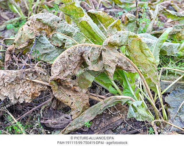 13 November 2019, Brandenburg, Klein Klessow: Horseradish plants whose leaves had already frost can be seen on a field in the Spreewald