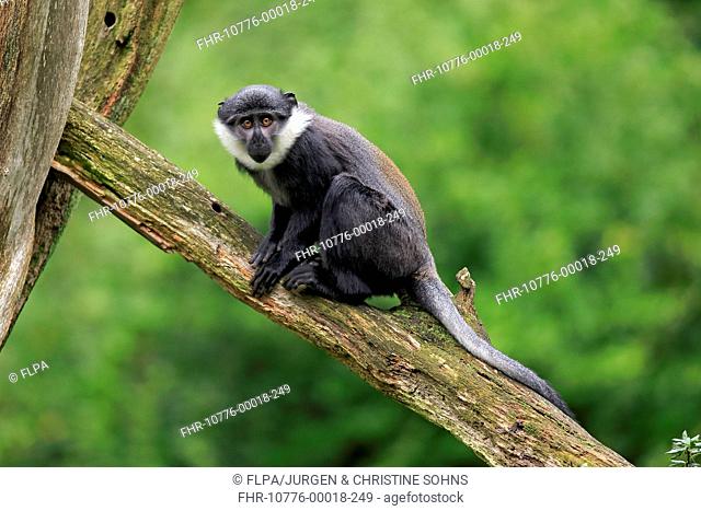 L'Hoest's Monkey (Cercopithecus lhoesti) young, sitting on branch (captive)
